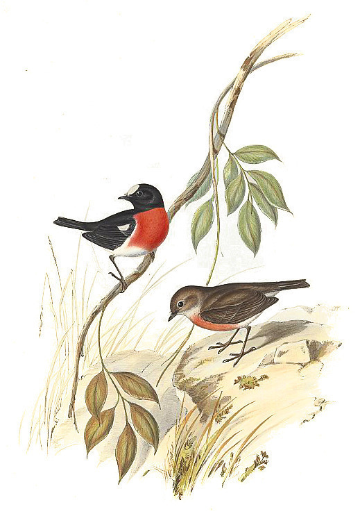 Scarlet Robin, Petroica multicolor Tais Awards birds Scarlet Robin, Petroica multicolor Tais Awards birds